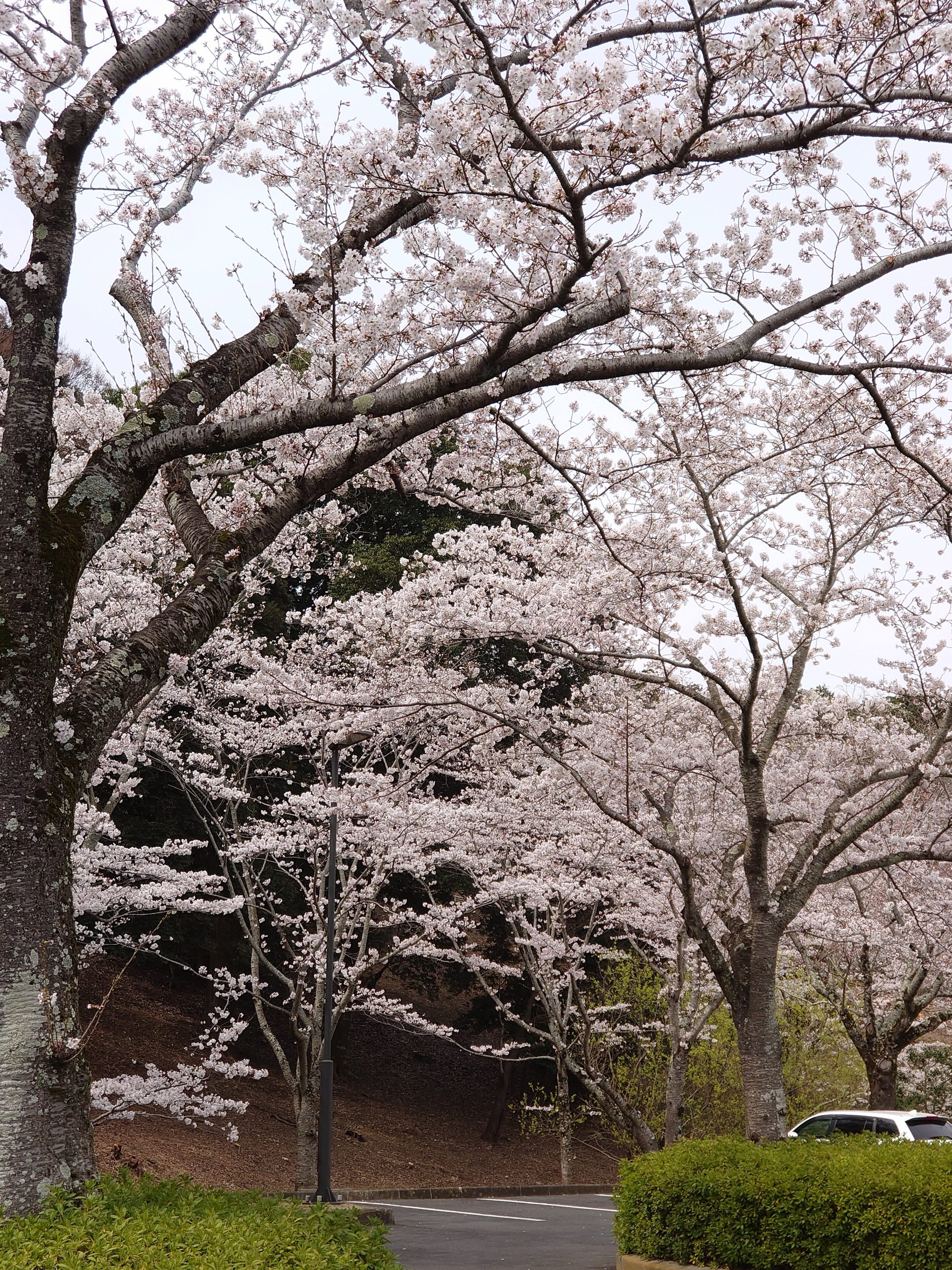 桜山のお花見 デイサービス野ばら